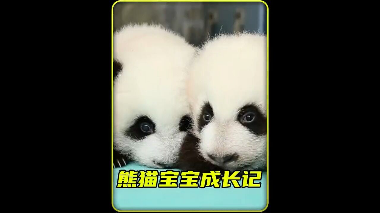 国宝熊猫宝宝的100天成长记#大熊猫#可爱到爆炸#神奇动物在_高清
