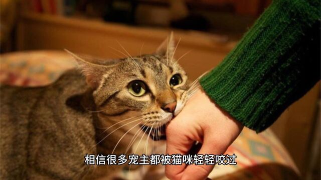 为什么会猫咪“轻咬”你?并不是跟你玩,别误会它了