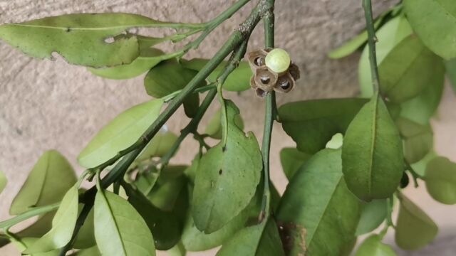 一个堪称完美的黄蜂巢,从虫卵到已经封盖,马上要变成成虫的都有.