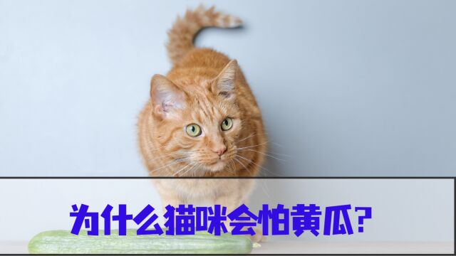 猫咪为何会害怕黄瓜,这些原因你知道吗?