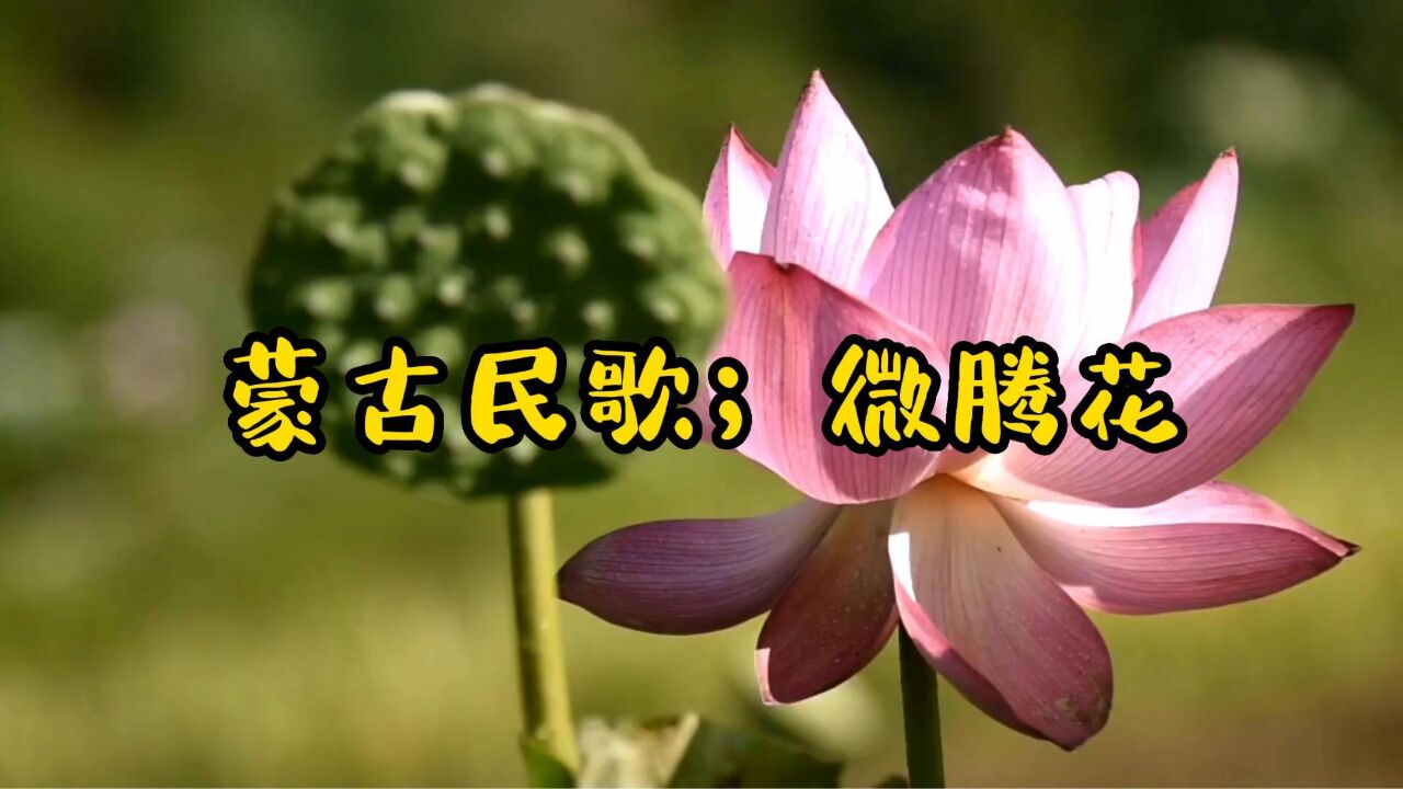 蒙古民歌;微腾花