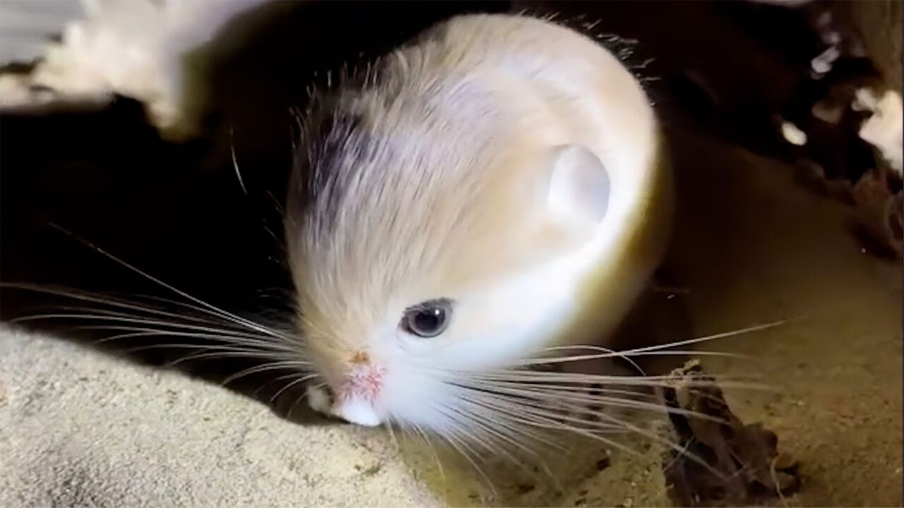 世界上最小的鼠图片