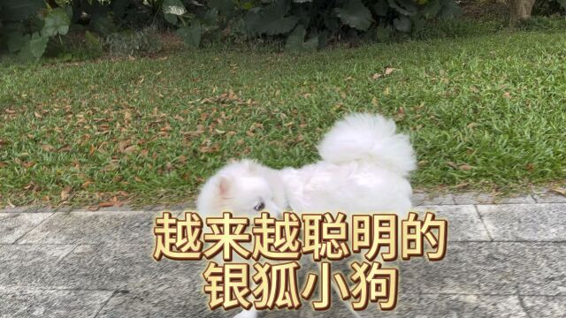 银狐犬太聪明了