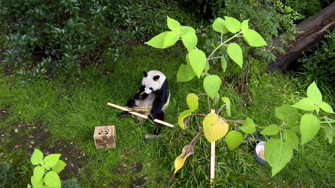 墨西哥举行大熊猫"欣欣"33岁生日庆祝活动