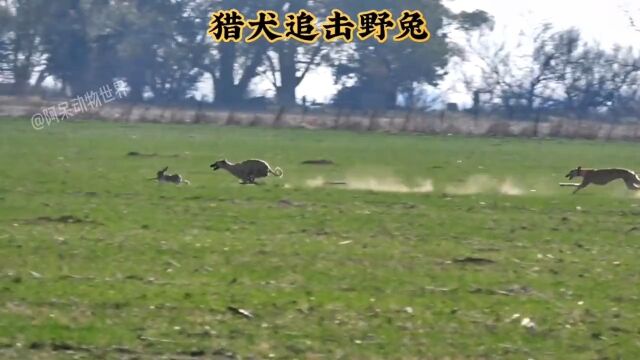 猎犬追击野兔,野兔的身法堪称完美动物世界野生动物零距离精彩片段