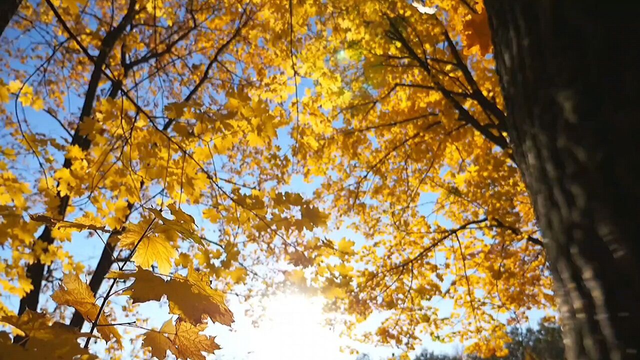 秋风起,落叶黄,落叶在树的身边随风盘旋,带着一丝的无奈,一丝的落寂