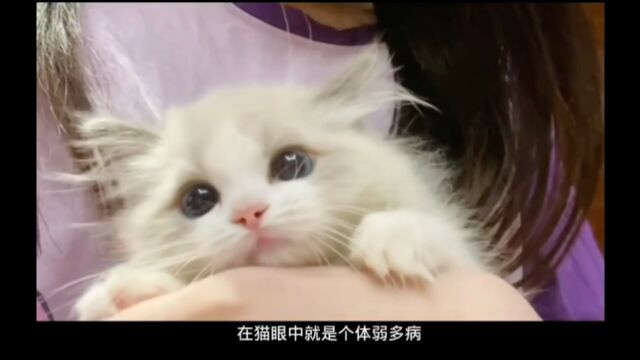 你知道猫咪眼中的顶级美猫到底长什么样?