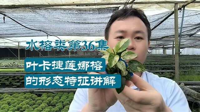 水草百科:叶卡捷莲娜水榕的形态特征和养殖维护