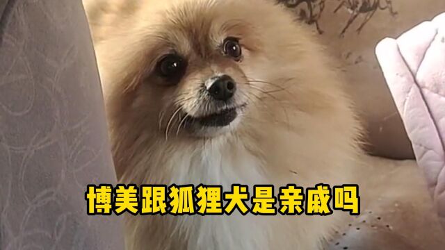 博美跟狐狸犬长的这么像,它们是亲戚吗?