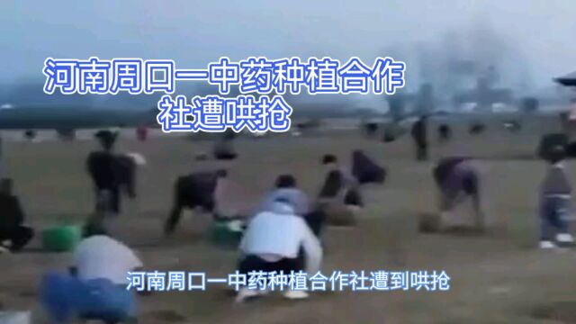 河南周口中药种植合作社被哄抢