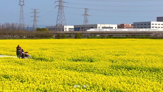 格兰晴天福庆路东侧惊现大片油菜花