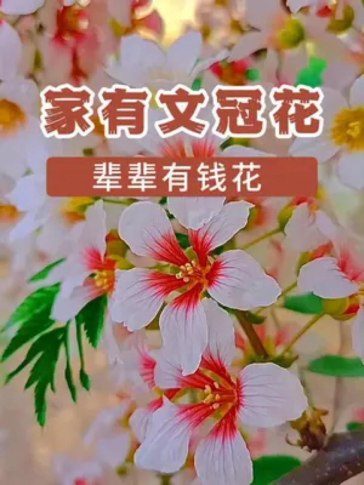 南有菩提树,北有文冠果,文冠花也叫状元花,养在家里寓意金榜题名!