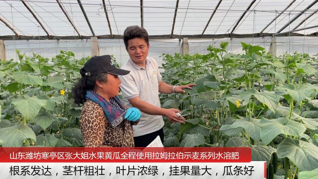 水溶肥哪家好山东潍坊市水果黄瓜使用伯示麦全系列水溶肥,根系发达,茎杆粗壮,叶片浓绿,挂果量大,瓜条好