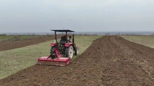 【乡村振兴在路上】柳枝镇泉护村:红油香椿有“钱景” 特色产业可富民