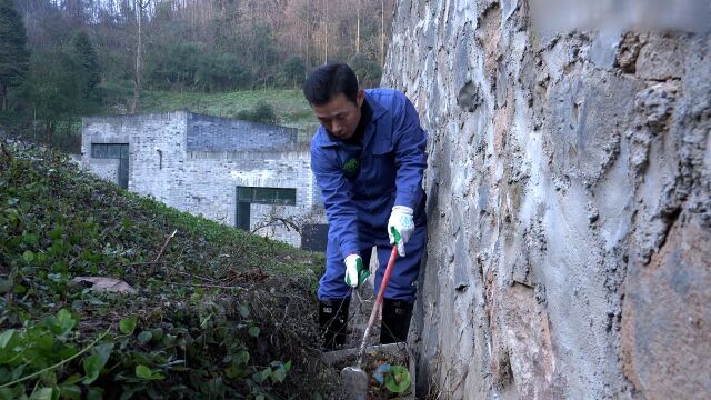 姜爷爷在中国生活时,为爱宝乐宝清理青团