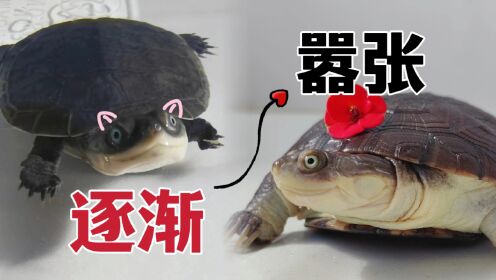 养了2年多的龟,居然开始挑衅我了?_高清1080P在线观看平台_腾讯视频