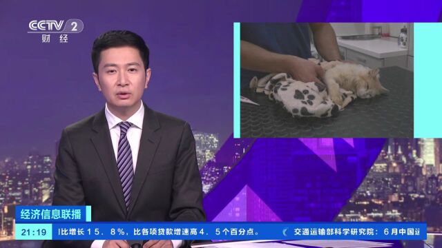 猫岛惨剧!猫冠状病毒蔓延,致死率近90%,超30万只猫死亡,太可怕了!