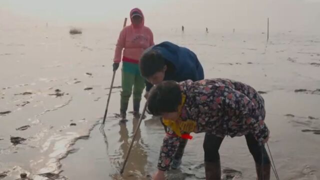 江苏盐城:黄海西岸,赶海拾贝