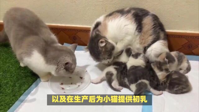 猫咪生小猫,我们都能做些什么