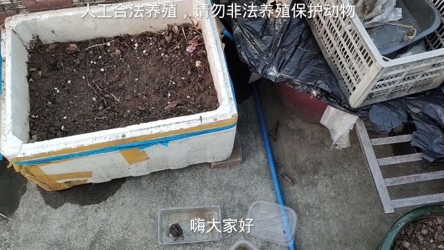 养了2个月黄缘才长4克,冬眠可以提高黄缘颜值,天气冷了还在喂龟