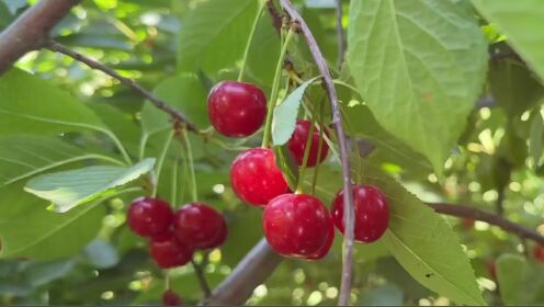 图1-1（视频）-草莓和樱桃果实鲜红,质软而多汁,香味浓厚,略酸微甜,咬一口就是夏天的感觉。（伊宁市公安局驻潘津镇潘津村工作队  也尔苏力坦·巴合泰拜）