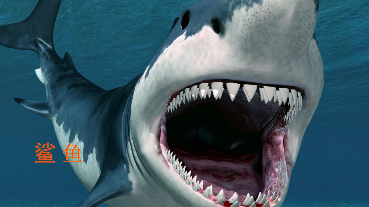 4k动物世界 鲨鱼视频纯欣赏