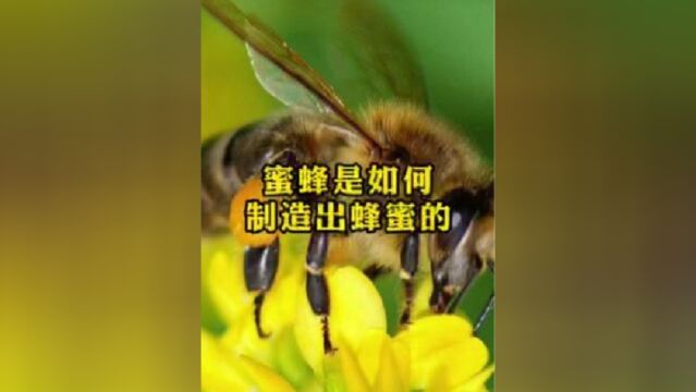 你有被马蜂蛰过吗?