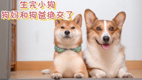 狗妈妈生完小狗，就和狗爸爸绝交了_高清