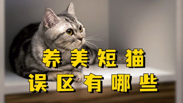 养美短猫误区有哪些?养猫新手看过来~