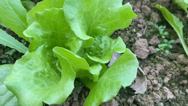 适合种菜新手种植的生菜,管理简单无虫害,移栽1个月就可以采收