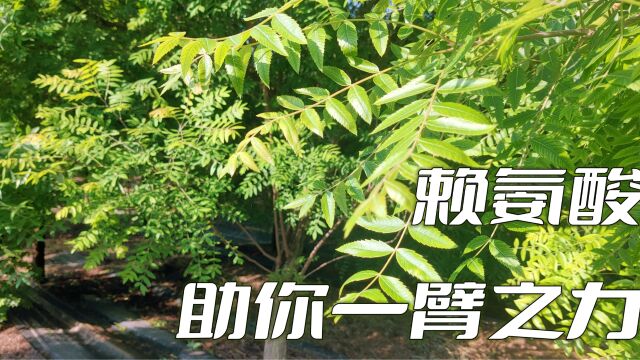 健康必读:文冠果中的赖氨酸如何助你一臂之力?