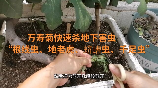 万寿菊快速杀地下害虫“根线虫、地老虎、蛴螬虫、千足虫”