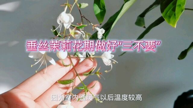 垂丝茉莉花期做好“三不要”