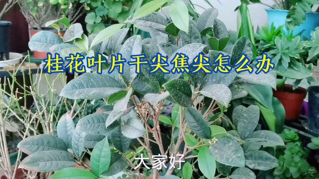 桂花叶片干尖焦尖怎么办