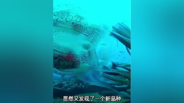 居然发现了新型水母,还有20种奇怪水母大盘点一