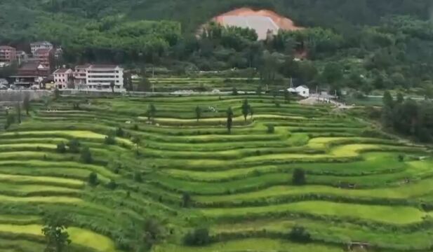 山上种植油茶树,不仅能保护生态环境,也能为农户带来经济效益