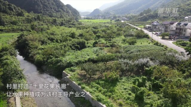 安徽石台:特色产业助力乡村振兴