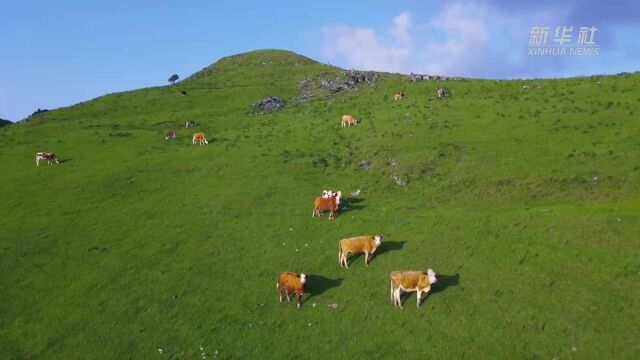 千城胜景|云南施甸:群峰逶迤山谷幽 牛羊欢腾绣图案