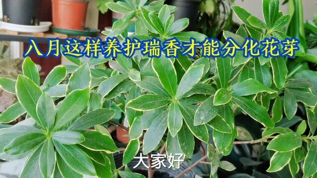 八月这样养护金边瑞香才能分化花芽