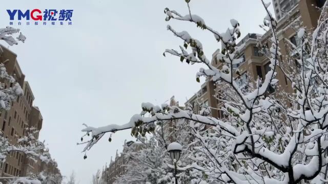 “雪窝”烟台今日漫天大雪 原来这场雪大有讲究