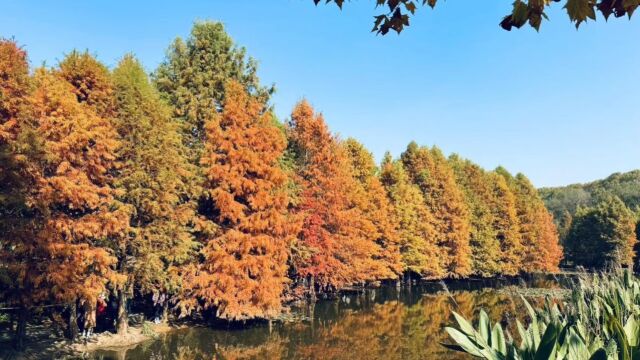 【4K】缤纷落羽,五彩湖杉——燕雀湖的冬之画