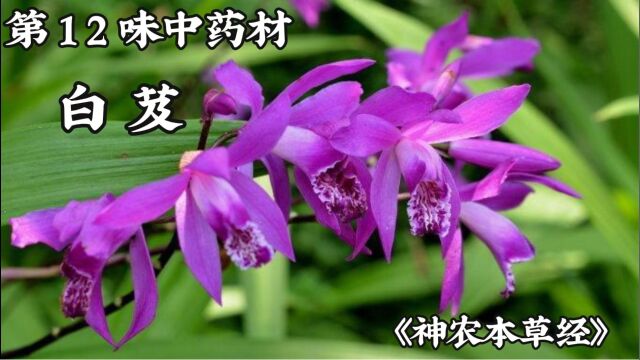 第十二味中药材,白芨