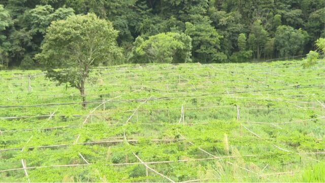 【乡村振兴进行时】下洋镇溪塔村:荒地变绿地 焕发新生机