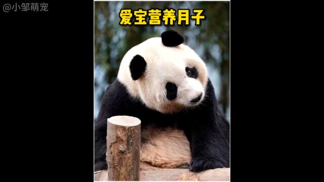 爱宝显而易见的圆润了不少