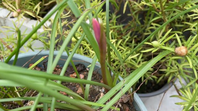 风雨兰耐高温种上1次年年都有花观赏,3个原因导致只长叶片不开花