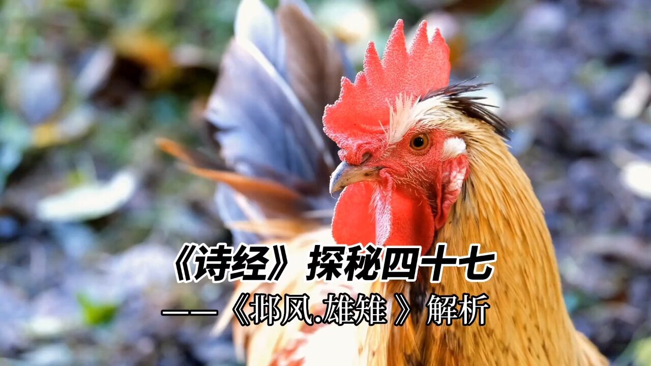 《诗经》探秘 四十七 ——《邶风.雄雉 》解析