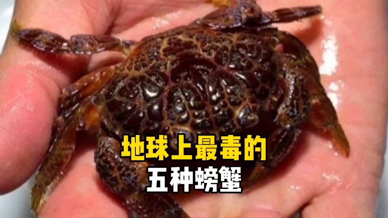 地球上最毒的五种螃蟹
