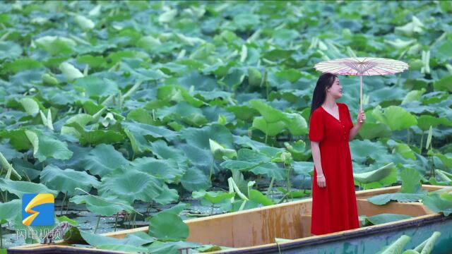 Beautiuful Shandong: Encountering beautiful lotus in early autumn breeze