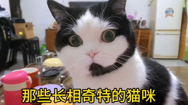 那些长相奇特的猫咪,看看你更喜欢哪只?