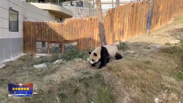 汉视新闻 | 秦岭大熊猫佛坪救护繁育研究基地喜迎新成员